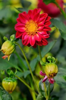Dahlia (Dahlia pinnata)