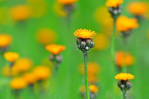 Orange Hawkweed (Hieracium aurantiacum) with orange-red flowers
