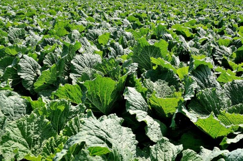 Savoy cabbage (Brassica oleracea convar. Capitata var. Sabauda L.)