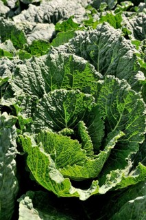 Savoy cabbage (Brassica oleracea convar. Capitata var. Sabauda L.)