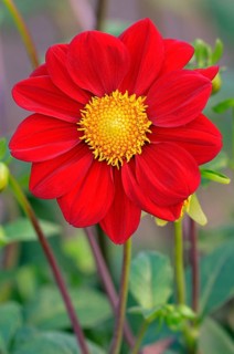 Red dahlie (Dahlia)