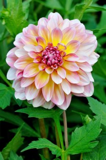 Dahlie (Dahlia)