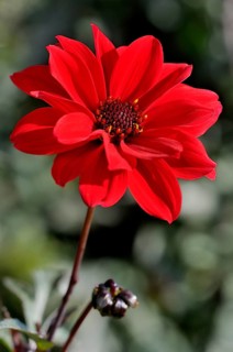 Dahlia (Dahlia)