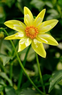 Dahlie (Dahlia)