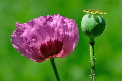 Opium poppy (Papaver somniferum) ornamental plant in the garden