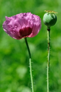 Opium poppy (Papaver somniferum) ornamental plant in the garden