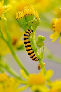 Cinnabar moth caterpillar (Tyria jacobaeae) feeding on Ragwort (Senecio jacobaea)