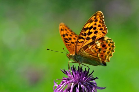Silver-washed fritillary (Argynnis paphia) on brown knapweed (Centaurea jacea)