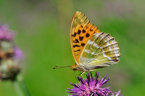 Silver-washed fritillary (Argynnis paphia) on brown knapweed (Centaurea jacea)