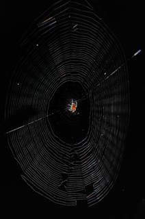 Spider web