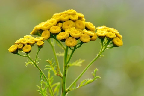 Tansy (Tanacetum vulgare)