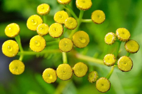 Tansy (Tanacetum vulgare)