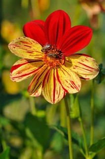 Dahlia (Dahlia)