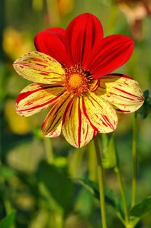 Dahlia (Dahlia)