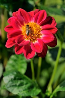 Garden dahlia (Dahlia pinnata)