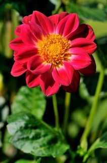 Garden dahlia (Dahlia pinnata)