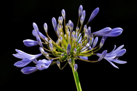 African lily or lily of the Nile (Agapanthus)
