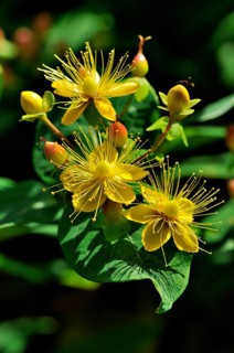 St. John's wort (Hypericum inodorum)