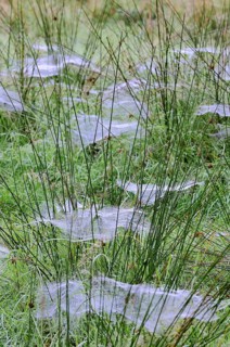 Cobwebs with morning dew between Compact rushes (Juncus conglomeratus)