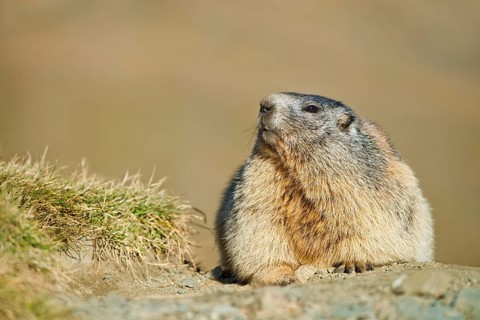 Alpine marmot (Marmota marmota)