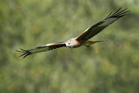 Red Kite (Milvus milvus)