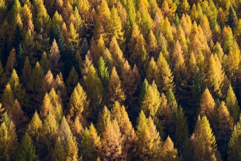 European larch (Larix decidua)