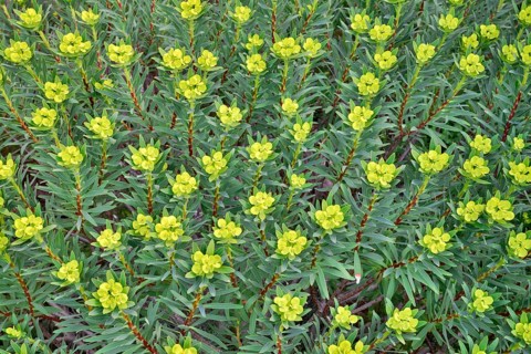 Tree Spurge (Euphorbia dendroides)