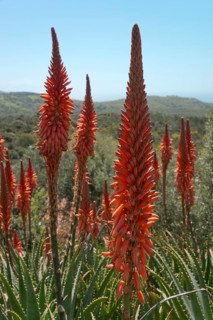 Krantz aloe (Aloe arbosescens)
