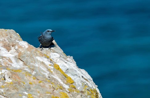 Blue rock thrush (Monticola solitarius) sitting on rock