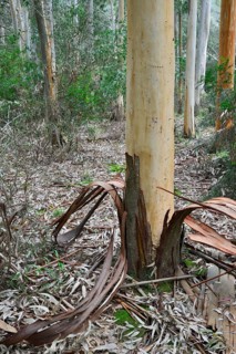 Eucalyptus (Eucalyptus spp.) with peeled bark