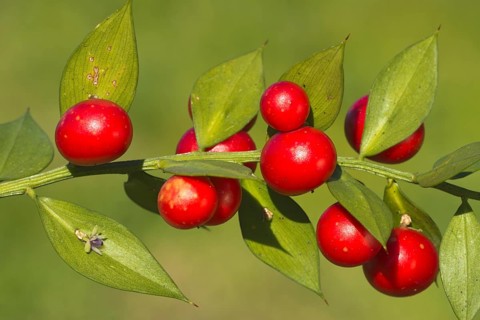 Butcher's Broom (Ruscus aculeatus)