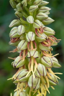 Man Orchid (Aceras anthropophorum)
