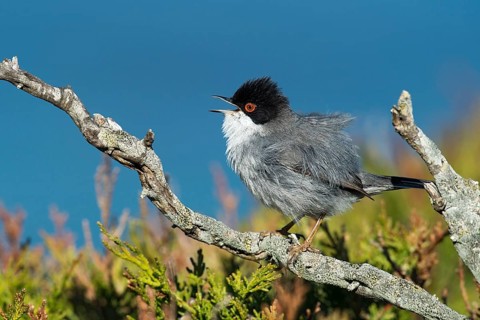 Sardinian Warbler (Sylvia melanocephala) on dry branch