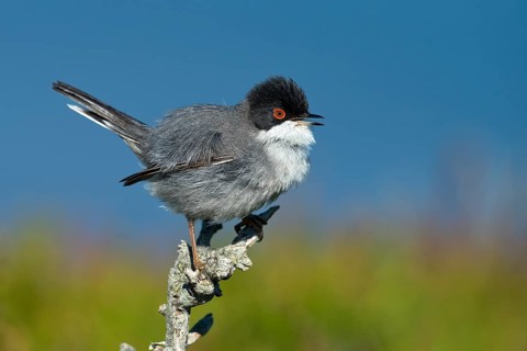 Sardinian Warbler (Sylvia melanocephala)