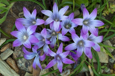 Crocus (Romulea)
