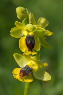 Yellow Orchid (Ophrys sicula)