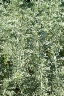 Bush Wormwood (Artemisia arborescens)