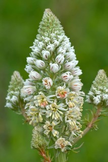 White Mignonette (Reseda alba)