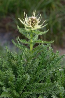 Spiniest Thistle (Cirsium spinosissimum)