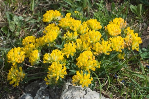 Alpine Kidney Vetch (Anthyllis vulneraria alpestris)