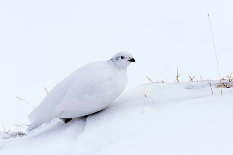 Rock ptarmigan (Lagopus mutus)