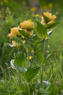 Spotted Gentian (Gentiana punctata)
