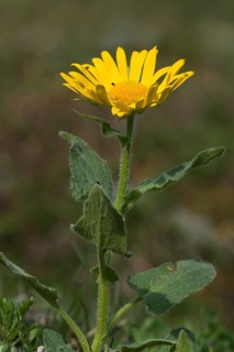 Doronicum (Doronicum grandiflorum)