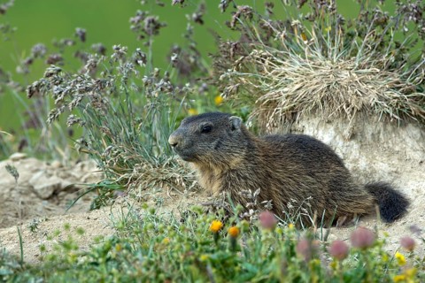 Alpine marmot (Marmota marmota)