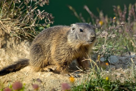 Alpine marmot (Marmota marmota)