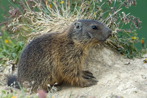 Alpine marmot (Marmota marmota)