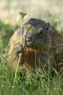 Alpine marmot (Marmota marmota) smelling