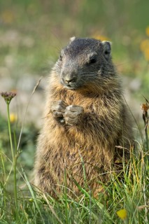 Alpine marmot (Marmota marmota)