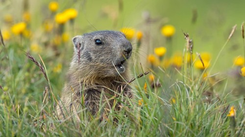 Alpine marmot (Marmota marmota)
