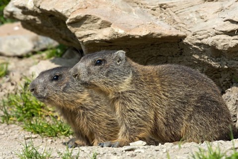 Alpine marmots (Marmota marmota) by their burrow